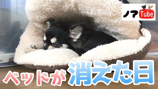 いつの間にか、チワワのお部屋から【ベッドが消えた】…その行き先は？／チワワのノアtube #211