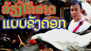 ການລ້ຽງໄກ່ລາດ[กานเลี้ยงไก่ลาด]