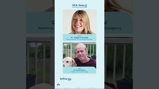 Vet Insights: Avian Influenza Impact on Pets & What You Need to Know! #birdflu #podcast #shorts
