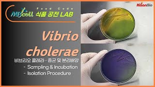 MBcell 식품공전 비브리오 콜레라 시료 증균 및 분리배양 실험하기! ( Vibrio cholerae )