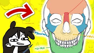 How to Draw SKULLS and Face Anatomy