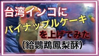 台湾のインコにパイナップルケーキを上げてみた(台灣鸚鵡愛吃鳳梨酥嗎） 金太陽鸚鵡 コガネメキシコインコ