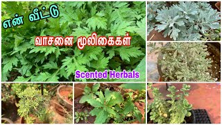 கமகமக்கும் என் வீட்டு மூலிகைகள்/Scented herbals/Eden garden/Home garden Herbals/Silver dust/Thavalai