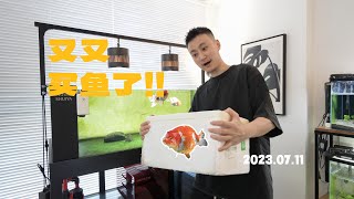 又又又买鱼了，金鱼入缸Vlog【Goldfish】