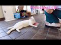 あのボス猫のカリン様‼️4時の船が着いたら猫パンチを繰り出した ferocious cat