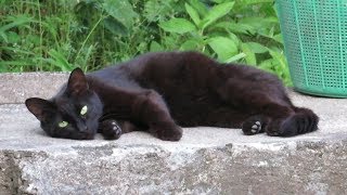 エサをもらった後、お気に入りの場所でくつろぐ黒猫　A black cat