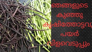 Small Vegetable Garden \u0026 Harvest |adukkalathottam|അടുക്കളത്തോട്ടം 😍|പയർ വിളവെടുപ്പ് 😋