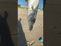 caught a barracuda surf fishing fish fishing surffishing