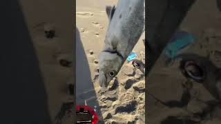 Caught a barracuda surf fishing #fish #fishing #surffishing