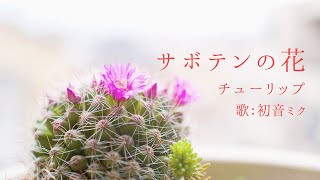 【初音ミク】サボテンの花/チュ－リップ【カバー】