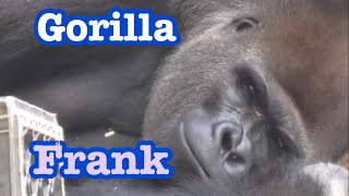 ゴリラ　フランクと家族💓🌸🦍　Gorilla Frank and family 💛💞