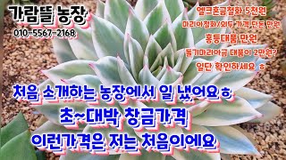 입이 떡~ 벌어지는 특가 대박 창금다육 가격~ 이건 놓치면 후회합니다.  처음 소개하는 가람뜰 다육농장! 궁금하신분 들어오세요 ㅎ