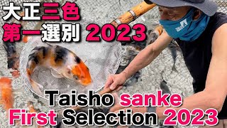 【錦鯉】大正三色 第一選別 2023 Taisho sanke First Selection 2023【Koi】