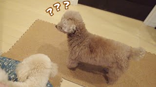 戸惑いを隠せない兄妹犬！仕事の見送りに行ったはずのパパが寝室へ入って行き…