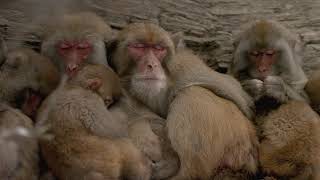 The Blind Monkey (Promo) National Geographic