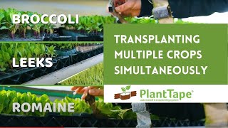 Planting Six Different Crops Simultaneously - PlantTape Automated Transplanting System