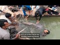 rare giant catfish caught in cambodia’s mekong river radio free asia rfa