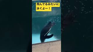 【humboldt penguin】フンボルトペンギンが泳いでくれた！！【penguin】