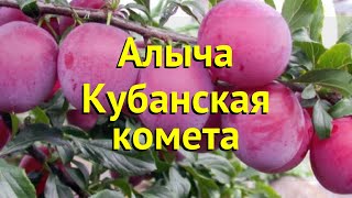 Алыча обыкновенная, лекарственная. Краткий обзор, описание prunus rossica кубанская комета