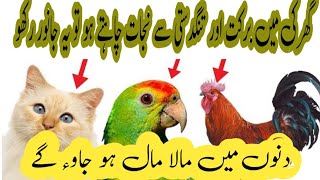 Ghar mein rkhny waly janwar jinse mal a mal hojaogay | Barkat barhanay waly janwar | Islamic stories
