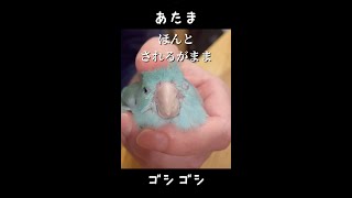 みなさん、これが正しい鳥の撫で方です【マメルリハ】  #shorts