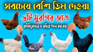 বেশি ডিম দেওয়া মুরগির জাত/৬টি অধিক ডিম পাড়া মুরগির জাত/আধুনিক কৃষি#মুরগি