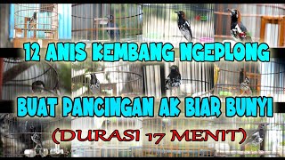 12 ANIS KEMBANG NGEPLONG, PANCINGAN ANIS KEMBANG BIAR BUNYI II