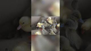 Adorable Ducklings in a Box – Cutest Little Fluffballs! #nature #wildlife #naturelovers Subscribe!