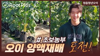 에어포트 오이양액재배 첫도전 정읍청년오이 김선홍 20241122