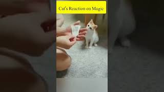 Cat's Shocking Reaction on Magic. #pets #cats