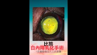 高雄中興梅西動物醫療中心-比熊-白內障乳化手術(2020.10.14)