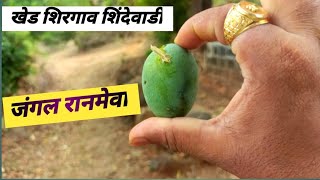 कोकण जंगल रानमेवा || kokan Jungle Ranmewa || khed shirgaon || shirgav #subscribe #like #share