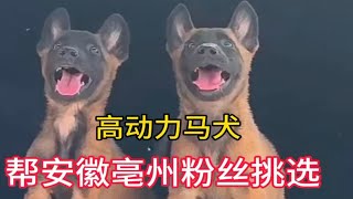 阳光明媚每天户外认真淘宠，今天狗市帮粉丝挑选马犬，