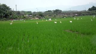 黃頭鷺(Cattle Egret), 4/17/2012