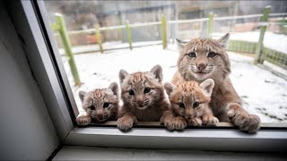 Unable to bear the cold of  48°C, mother bobcat leads 3 cubs into man's house for help