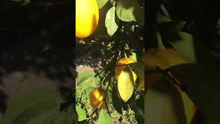 #lemon #nature #video #shorts #viral