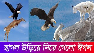 ৫ গুন ওজনের ছাগল উড়িয়ে নিলো ঈগল