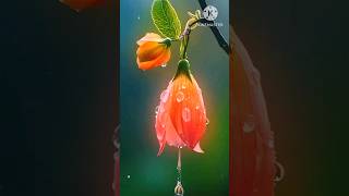 beautiful flowers🌻🥀#shorts video# trending viral#nature#nature and living organisms#