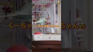 お昼寝を嫌がるインコ🐥関西弁のくーちゃん🐥切り抜き