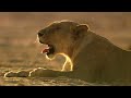 lions rule  episode 1 death in the glade free documentary nature