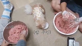 (Eng) 개고양이 생식을 만들었어요