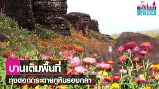 ทุ่งดอกกระดาษภูหินร่องกล้า บานเต็มพื้นที่  | เรื่องดีดีทั่วไทย | 8-1-67