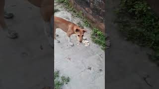 help puppy অবলা কুকুর বাচ্চা গুলোকে খেতে দিলাম  beautiful✨😍 dog🐶 video by #littlemanu99