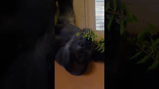 シャバーニは木枯紋次郎🤣🦍【東山動物園】