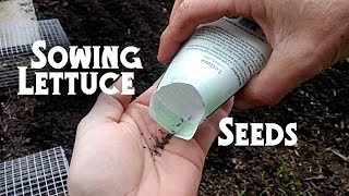 How to Grow Lettuce: Sowing Seeds