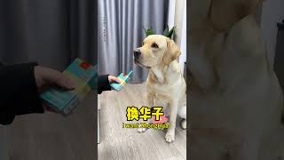 【旺仔很忙🐶Wangzai is busy】这狗子咋这么挑剔，到底跟谁学的Why is this dog so picky? Who did he learn this from?