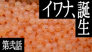 プロジェクトＨ　イワナ発眼卵放流