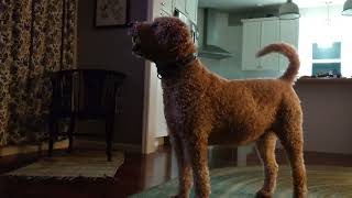 Farfel the Goldendoodle barking