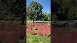 馬見丘陵公園のコキア