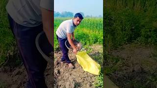 खेत का #shorts #viralvideo #shortvideo #ytshorts #Youtubshorts #farming #farmer #kishan #khetibadi